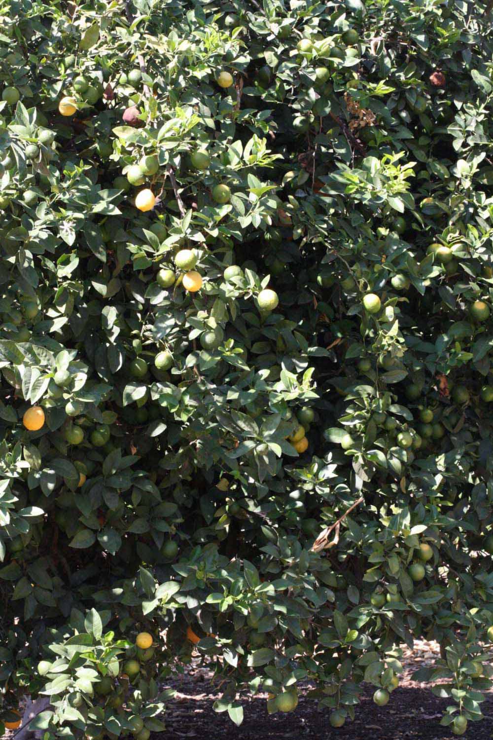            Habit (Riverside, CA)   